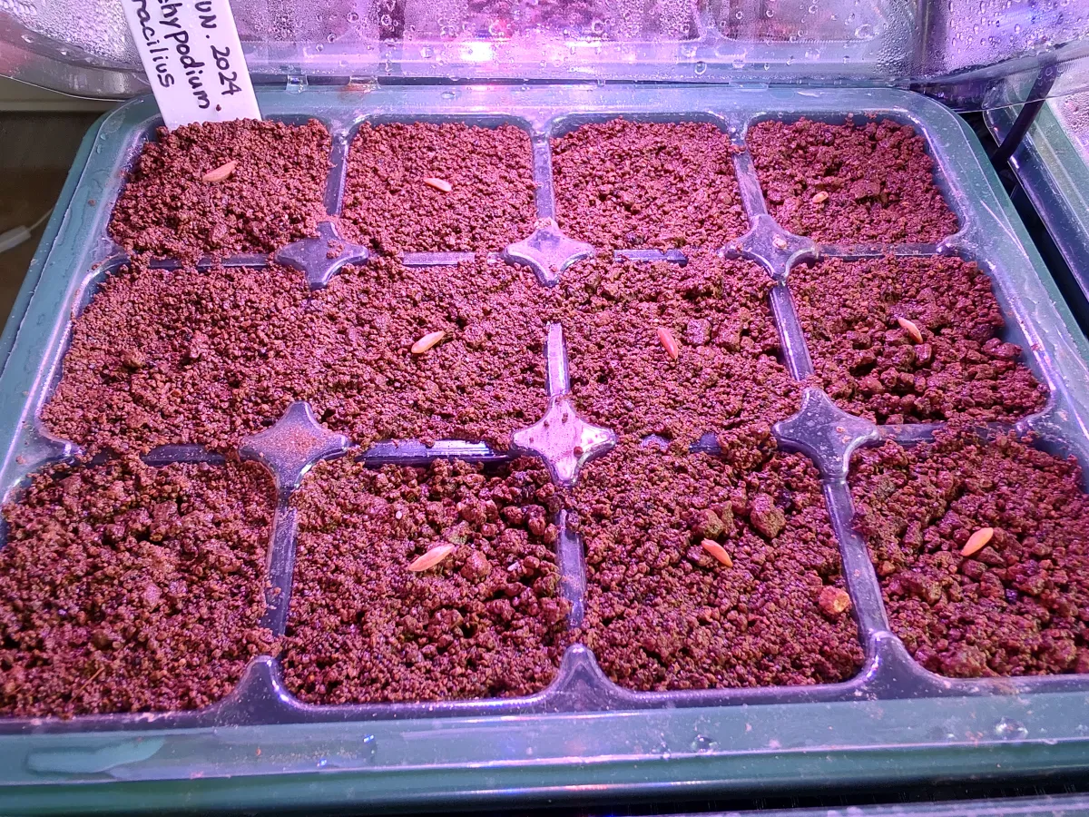 Pachypodium rosulatum var. gracilius ([無料種子] 発芽難 パキポディウム グラキリス　)