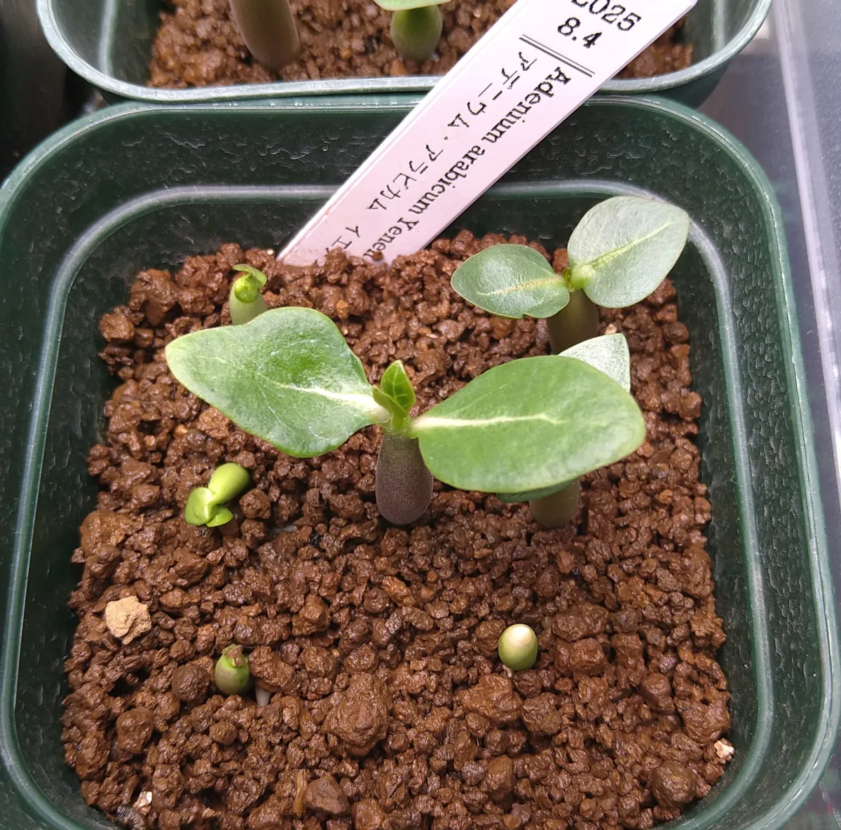 Adenium arabicum Yemen (アデニウム アラビカム イエメン)