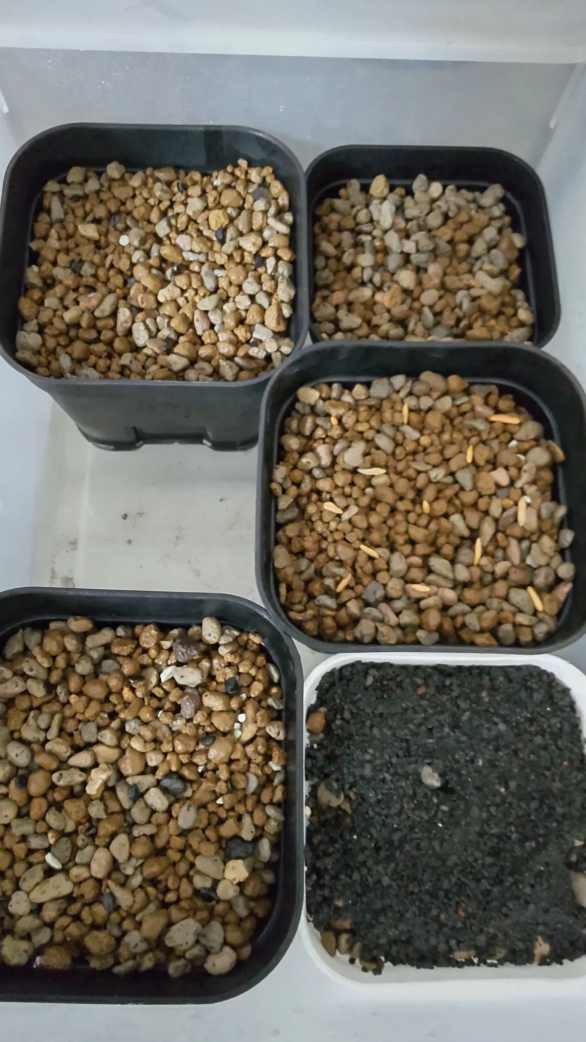Pachypodium rosulatum var. gracilius ([無料種子] 発芽難 パキポディウム グラキリス　)