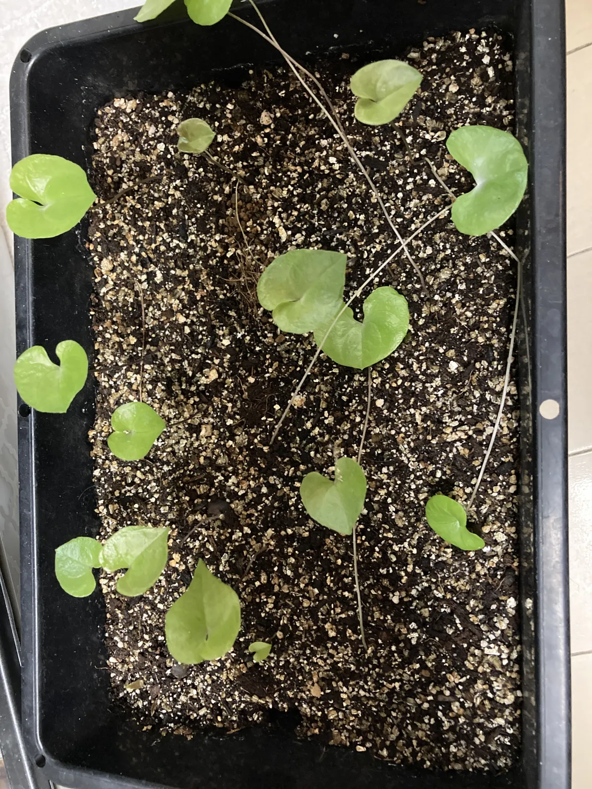 Dioscorea elephantipes ([チャレンジ種子] 亀甲竜)