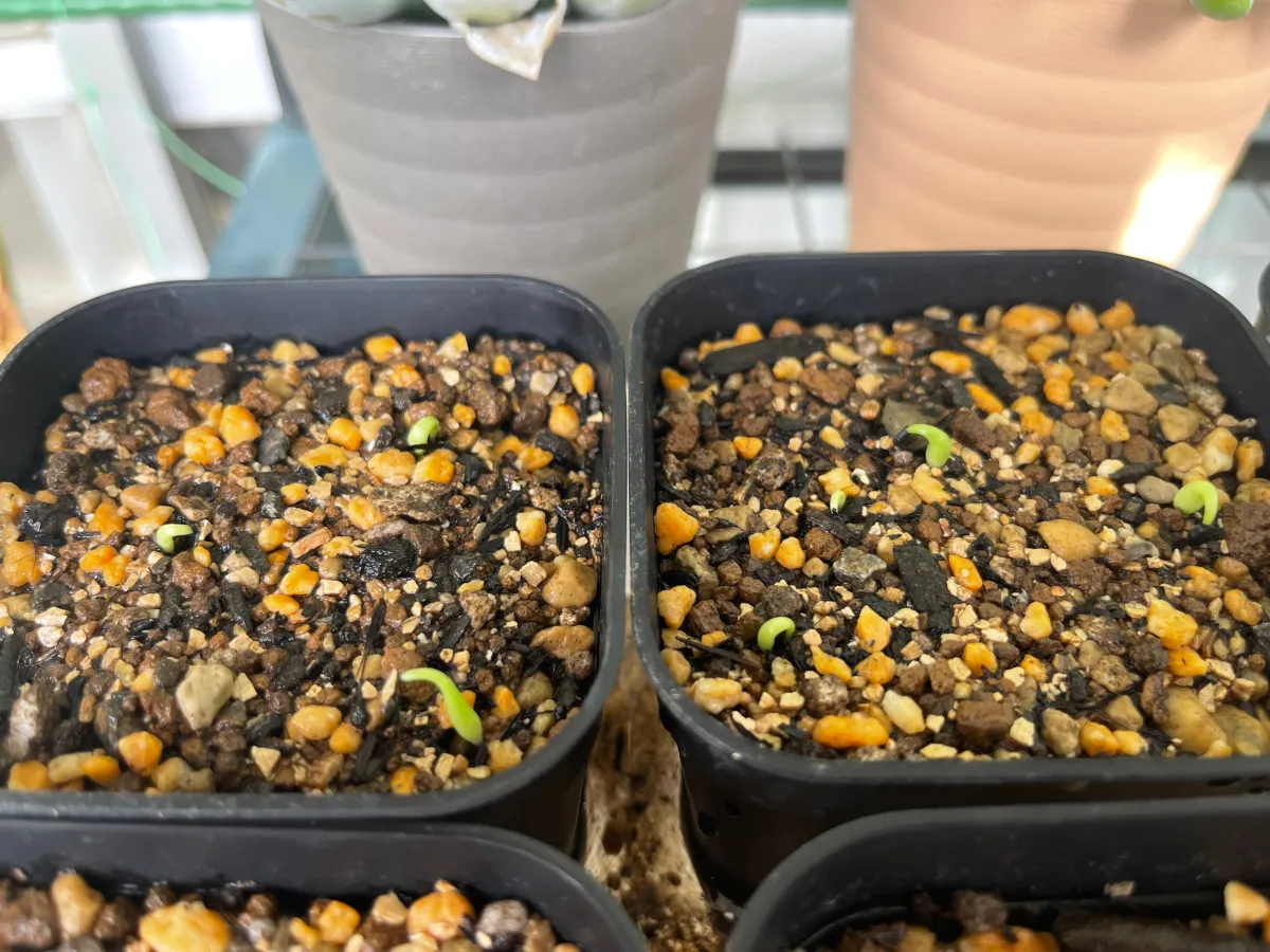 Agave titanota Blue Lot. (アガベ チタノタブルー)