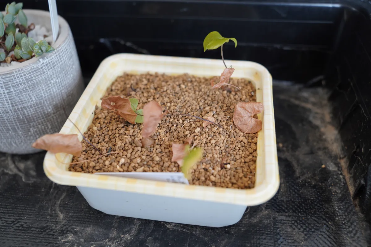 Dioscorea elephantipes (ディオスコレア エレファンティペス)
