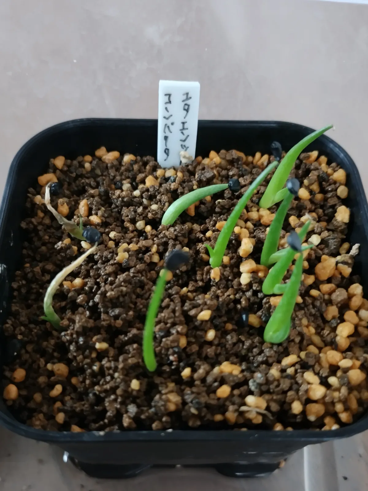 Agave utahensis ssp. utahensis Compacta (アガベ ユタエンシスコンパクタ)