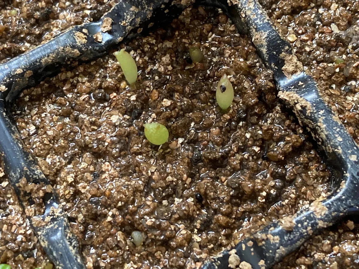 Copiapoa  hypogaea cv. Lizard Skin (コピアポア リザードスキン)