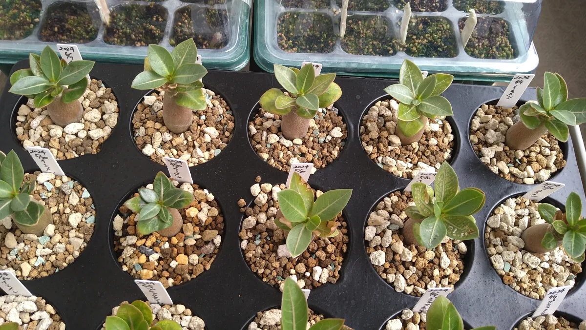 Adenium arabicum Yemen (アデニウム アラビカム イエメン)