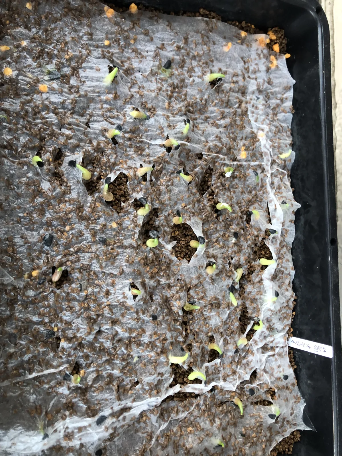 Agave oteroi Lot. (アガベ オテロイ)