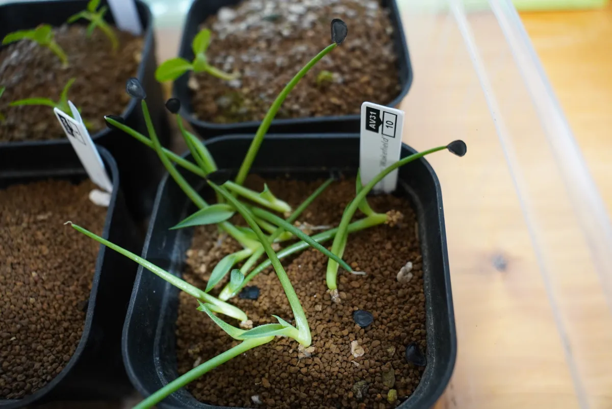 Agave parryi huachucensis Wakefield (アガベ パリー ウェイクフィールド)