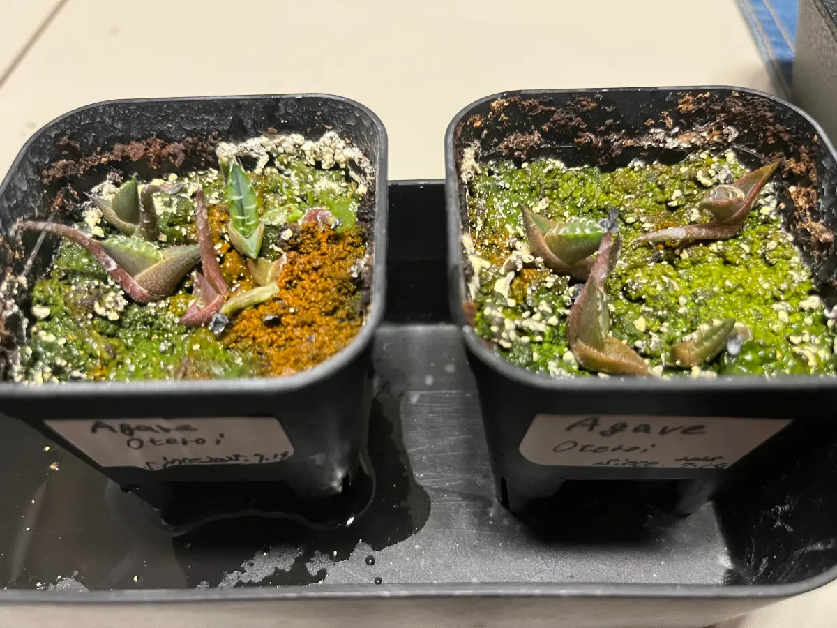 Agave oteroi Lot. (アガベ オテロイ)