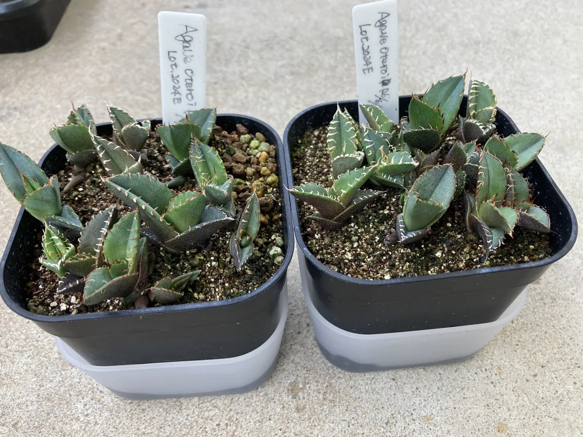 Agave oteroi Lot. (アガベ オテロイ)