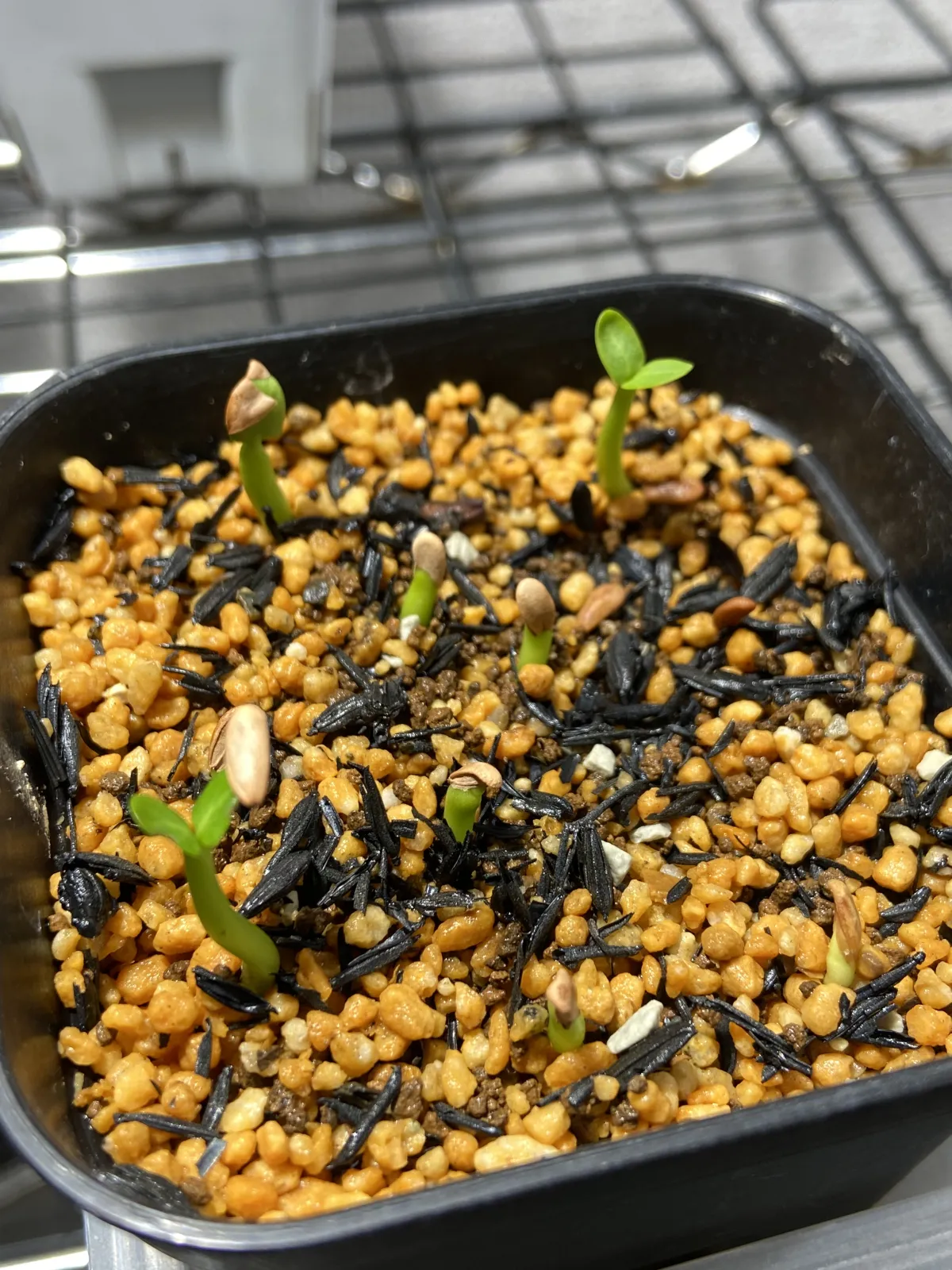 Pachypodium rosulatum var. inopinatum (パキポディウム イノピナツム)
