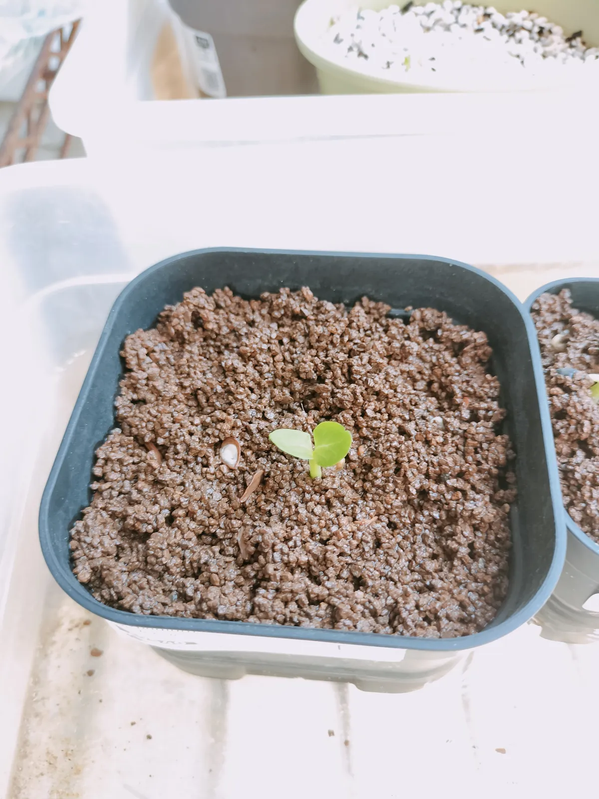Pachypodium saundersii ([発芽チャレンジ 終了しました] パキポディウム サンデルシー 白馬城)
