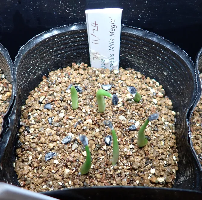 Agave convallis (アガベ コンワリス ミトラマジック)