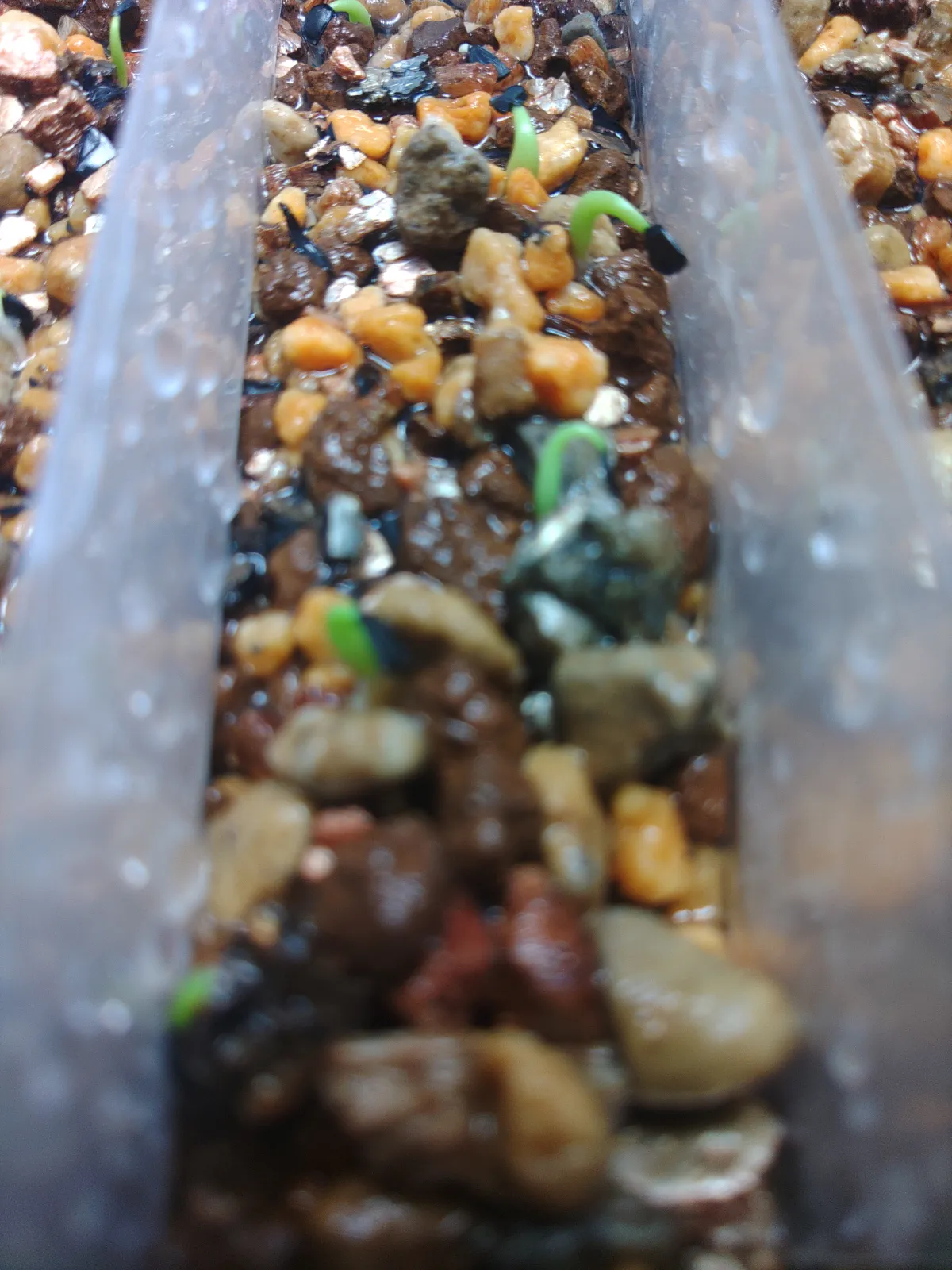 Agave titanota Blue Lot. (アガベ チタノタブルー)