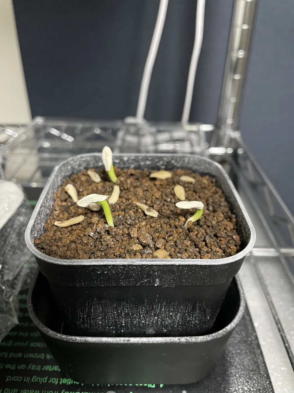 Pachypodium menabeum (パキポディウム メナベウム)