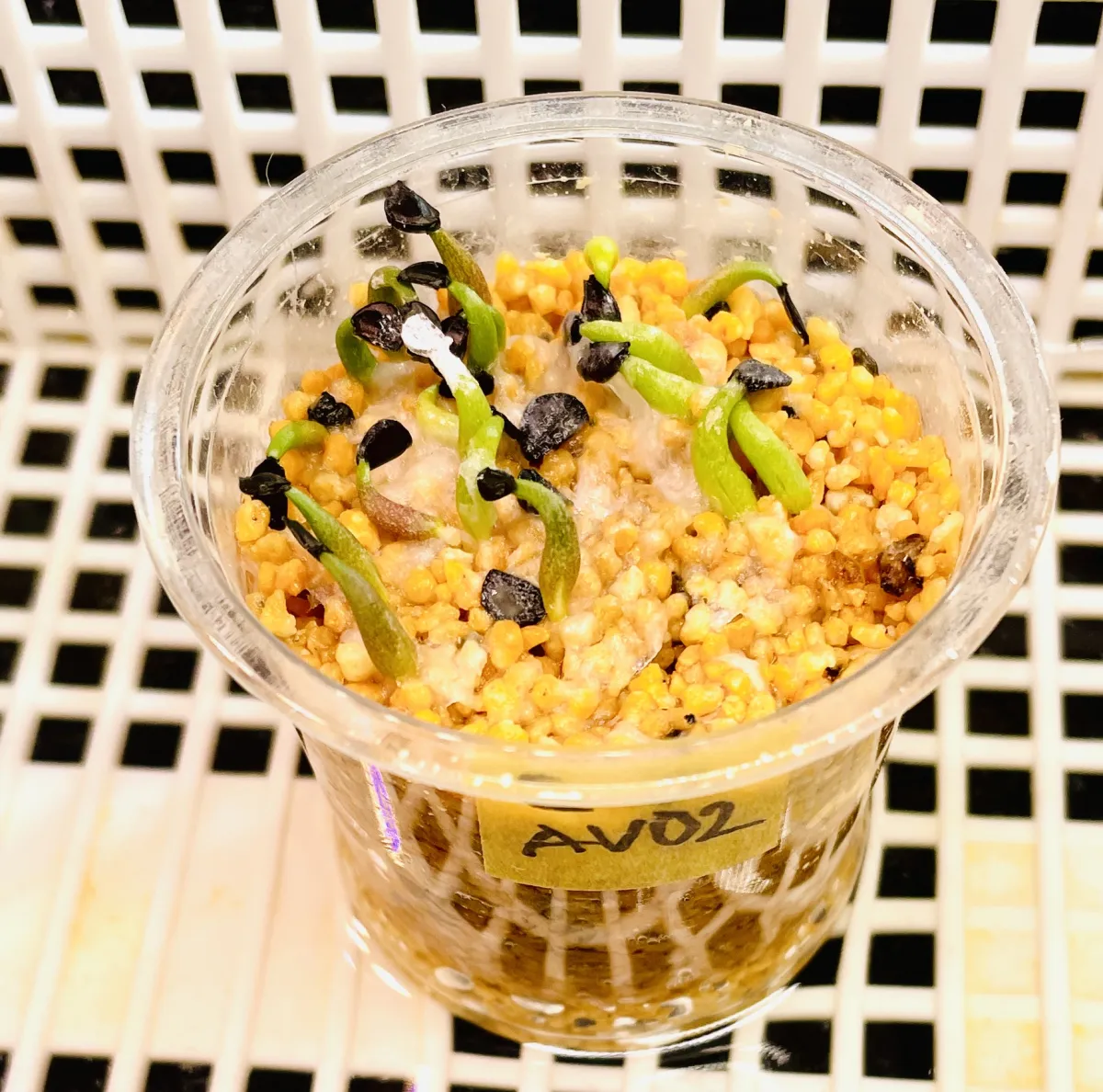 Agave titanota Blue Lot. (アガベ チタノタブルー)