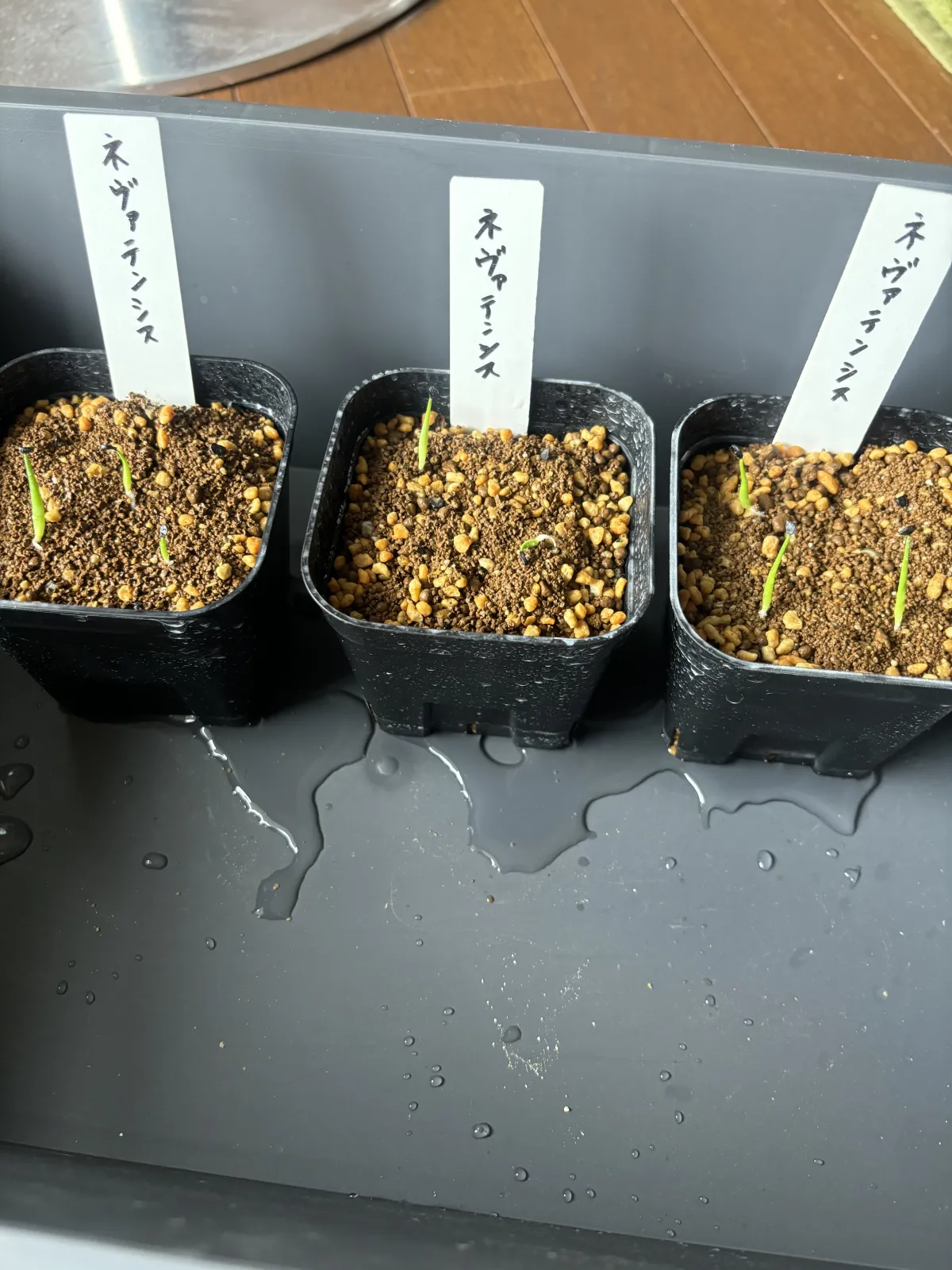 Agave utahensis nevadensis (アガベ ネヴァデンシス)