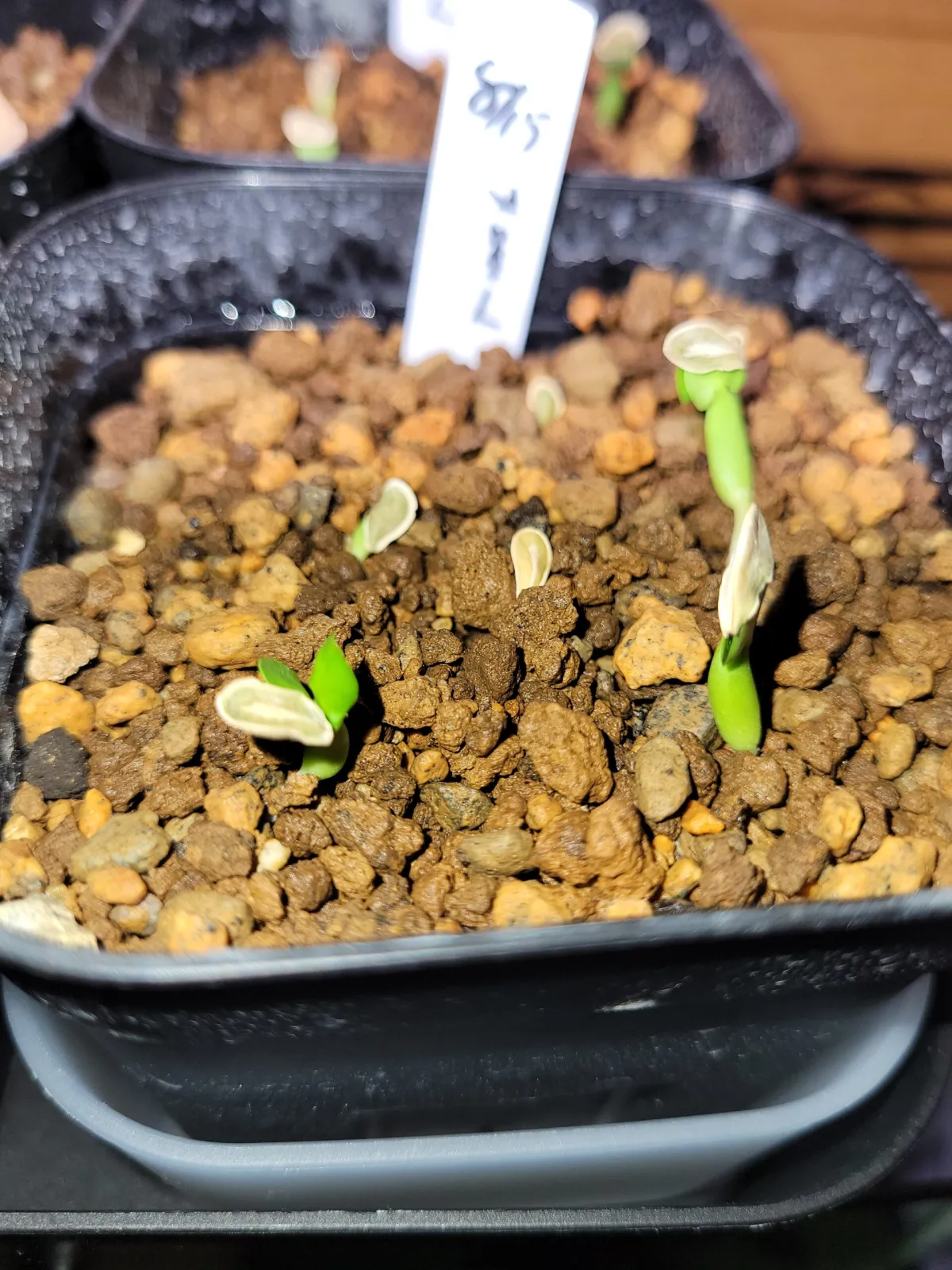 Fockea edulis (フォッケア 火星人)