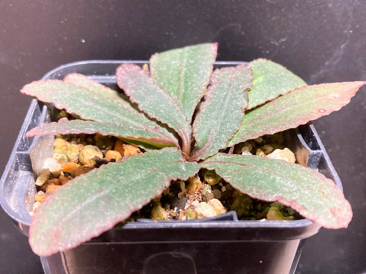 Euphorbia begardii (ユーフォルビア ベガルディ)