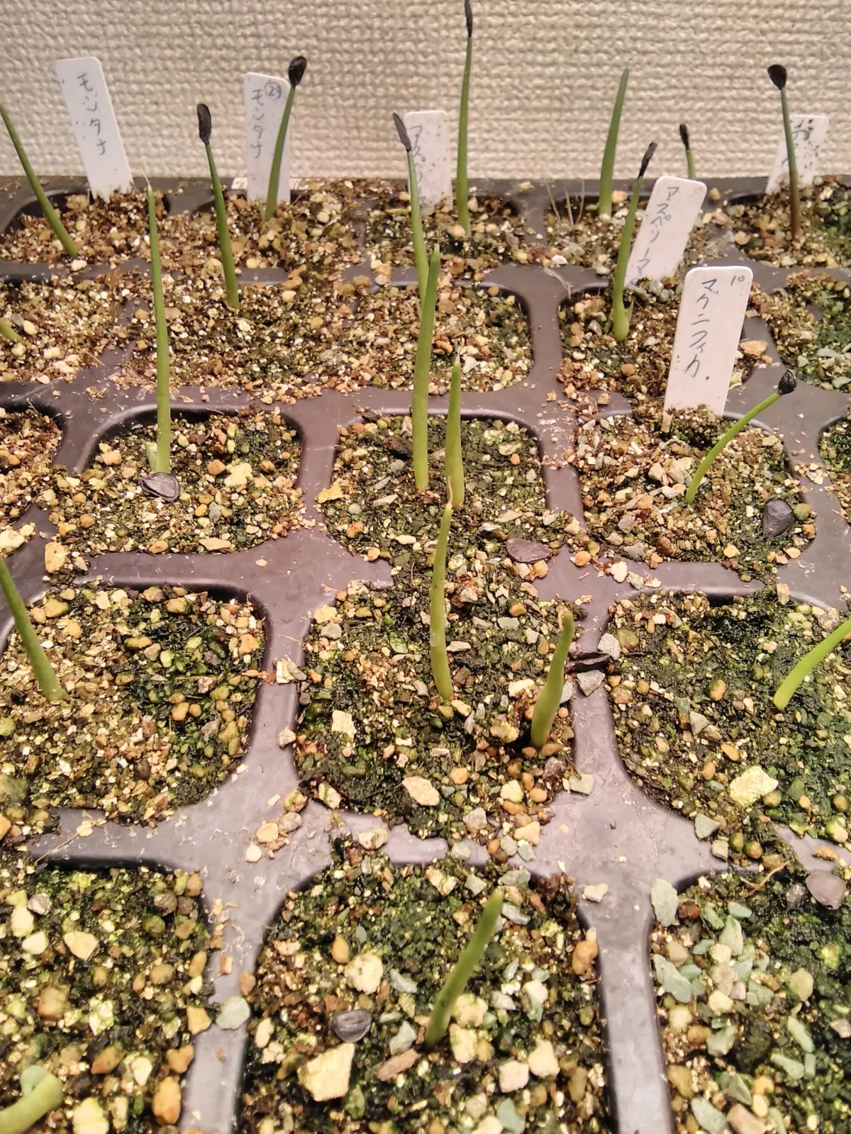 Agave asperrima subsp. asperrima (アガベ アスペリーマ)