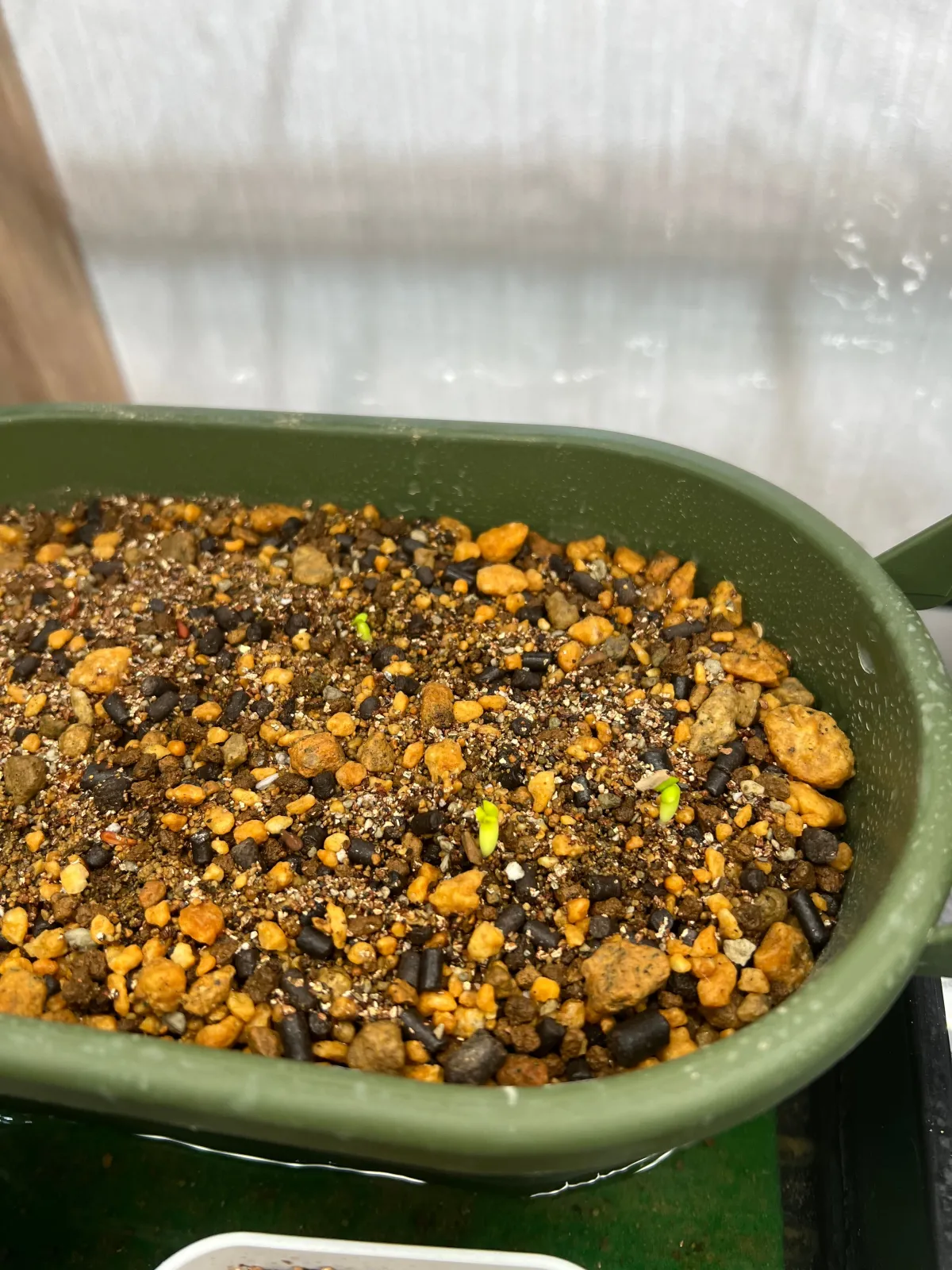 Pachypodium succulentum (パキポディウム サキュレンタム)