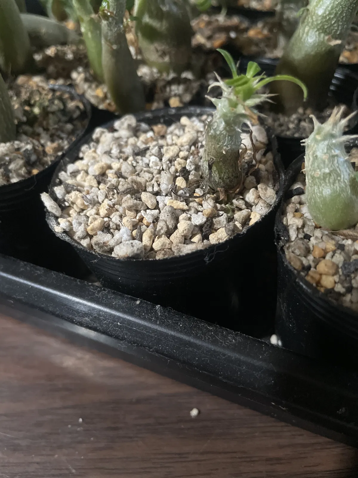 Pachypodium rosulatum (パキポディウム ロスラーツム)