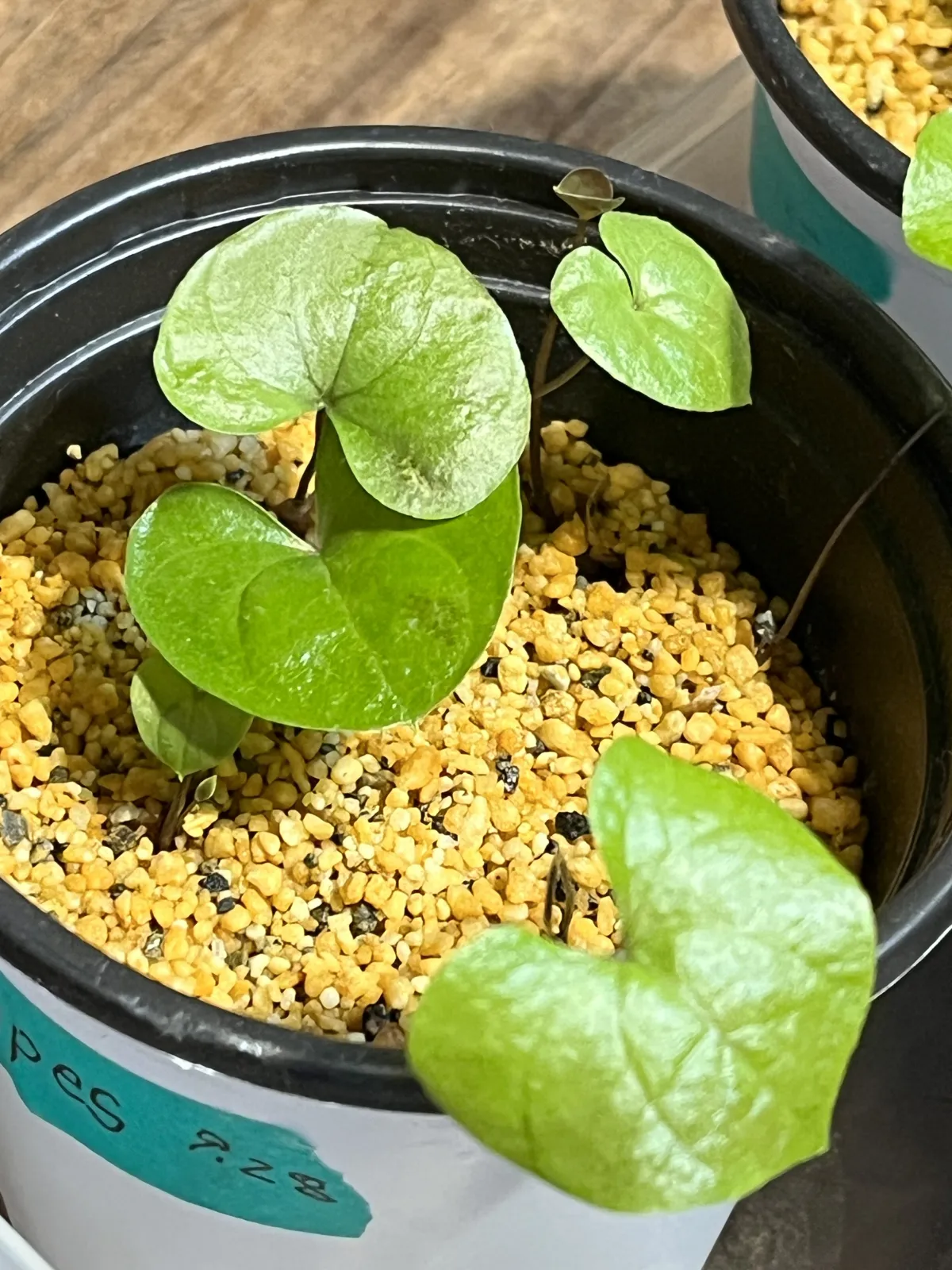 Dioscorea elephantipes (ディオスコレア エレファンティペス)