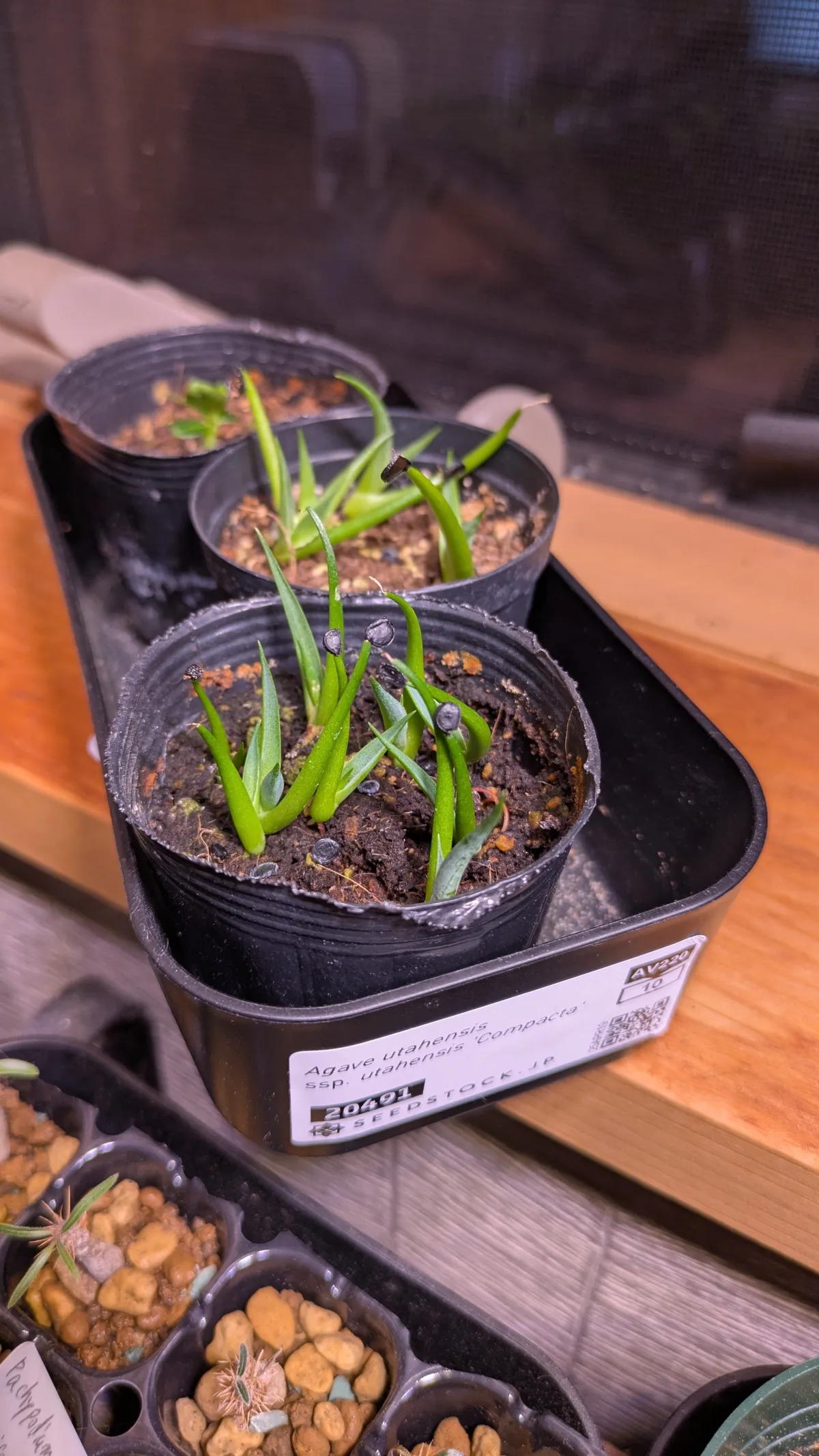 Agave utahensis ssp. utahensis Compacta (アガベ ユタエンシスコンパクタ)
