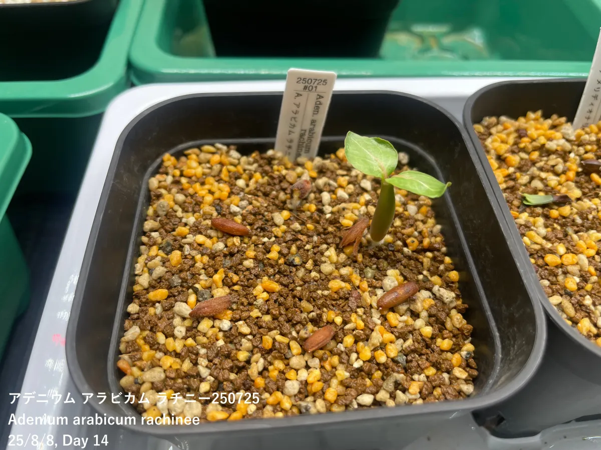 Adenium arabicum rachine (アデニウム アラビカム ラシニー)