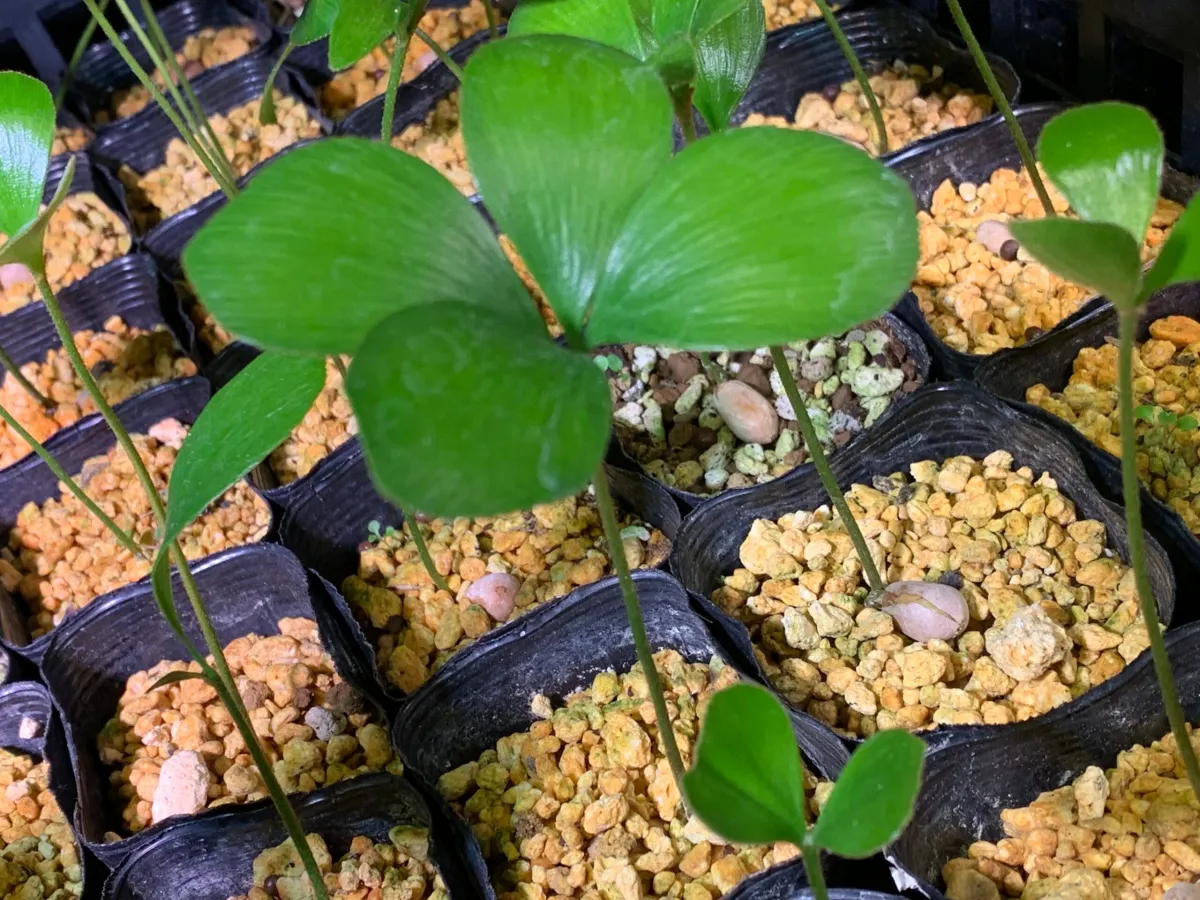 Zamia furfuracea (ザミア フルフラケア（メキシコザミア）)