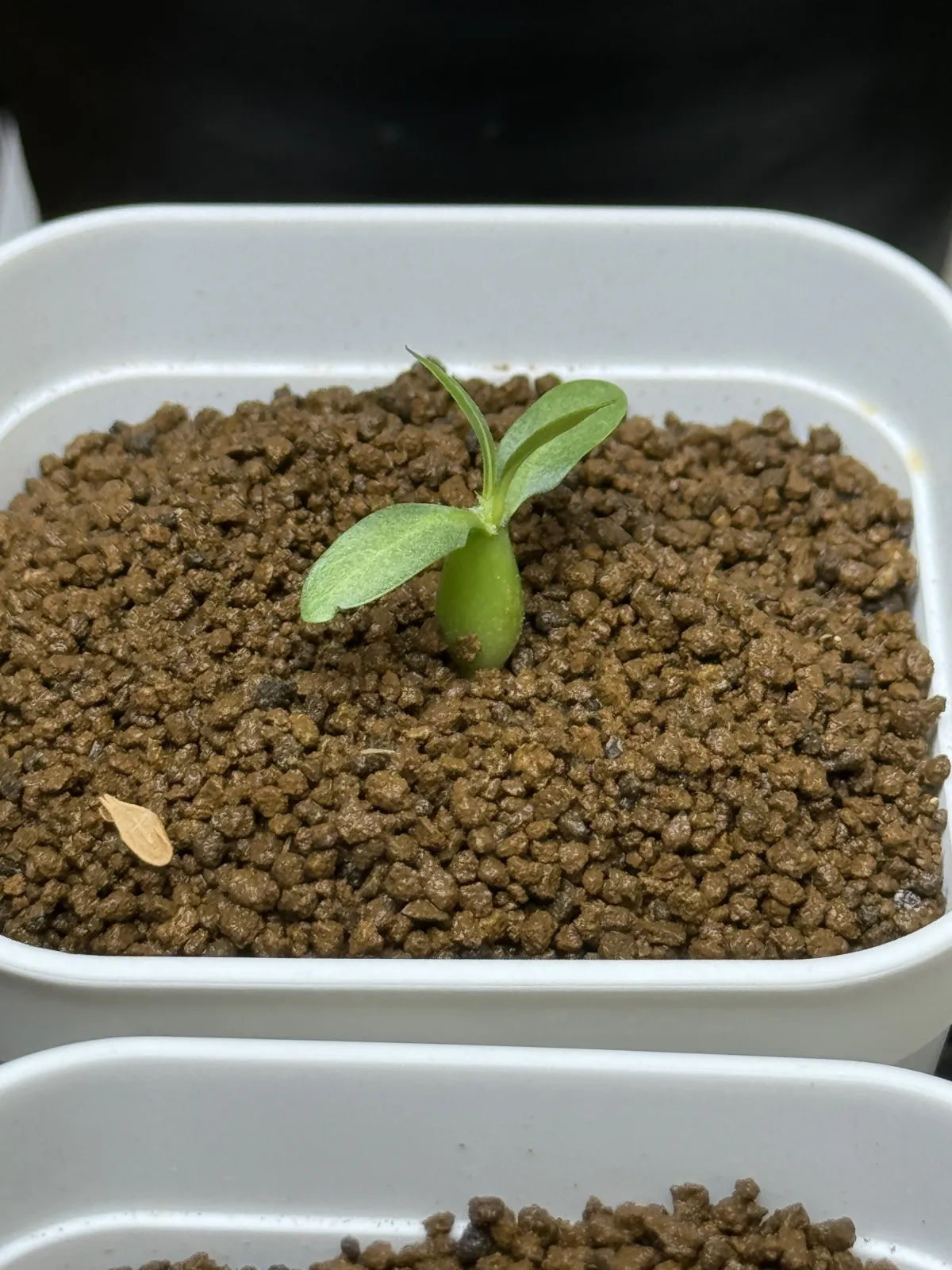 Pachypodium rosulatum ssp. makayense (パキポディウム マカイエンセ)