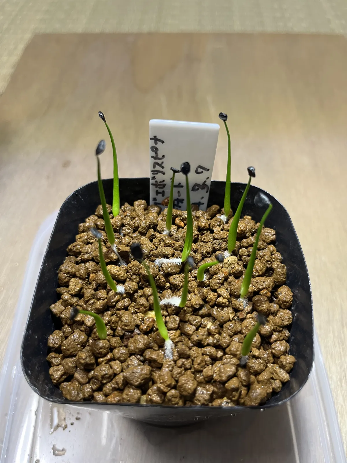 Agave utahensis var. eborispina (アガベ エボリスピナ ヘイフォード)