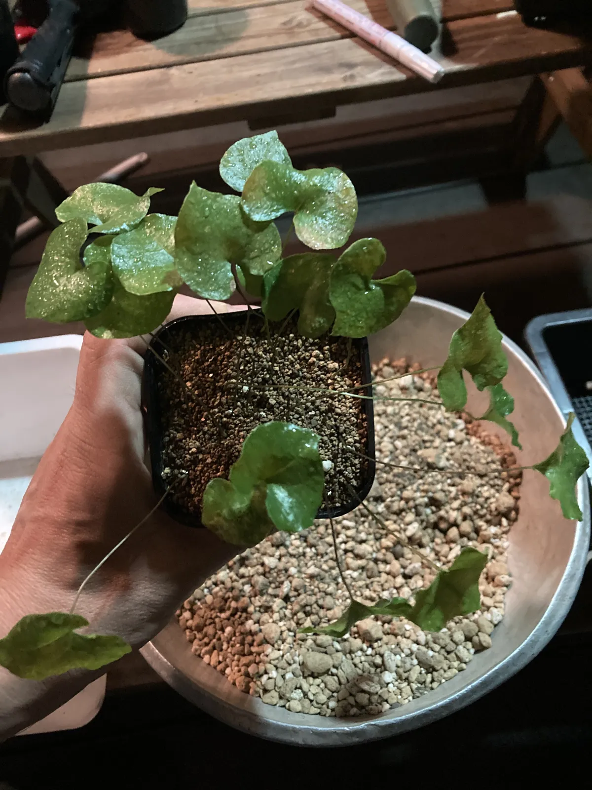 Dioscorea elephantipes (ディオスコレア エレファンティペス)