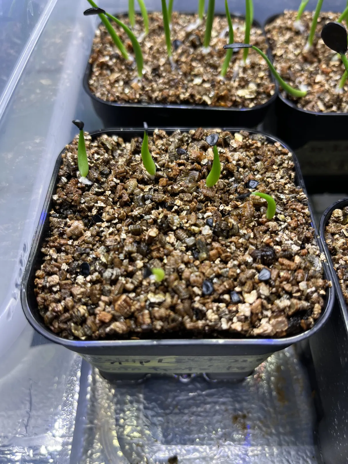 Agave victoriae-reginae ssp. swobodae (アガベ ビクトリアレジーナ スワボダエ)