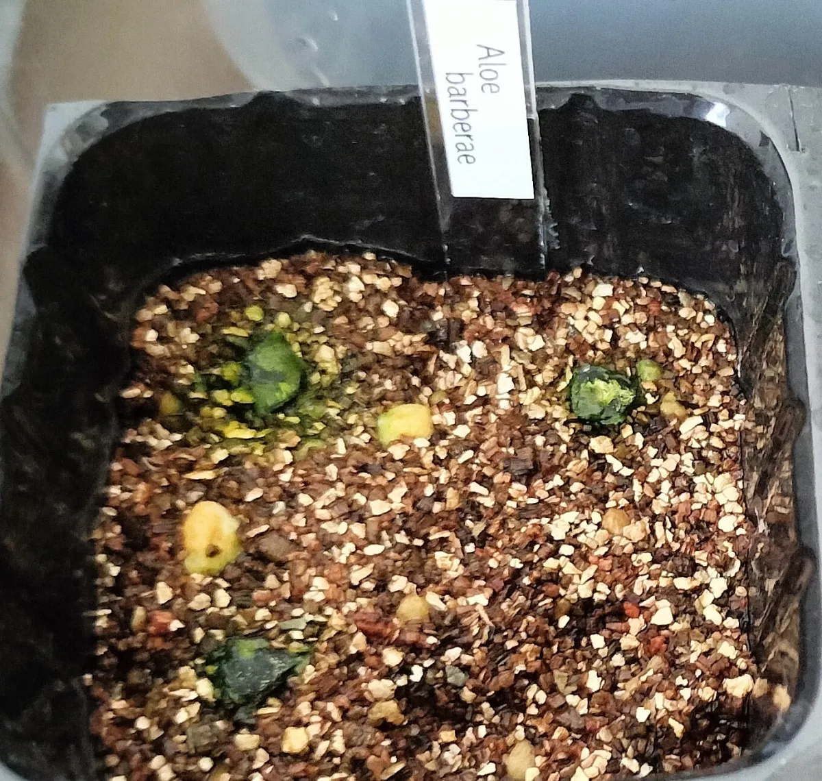 Aloe barberae (アロエ バルベラエ)