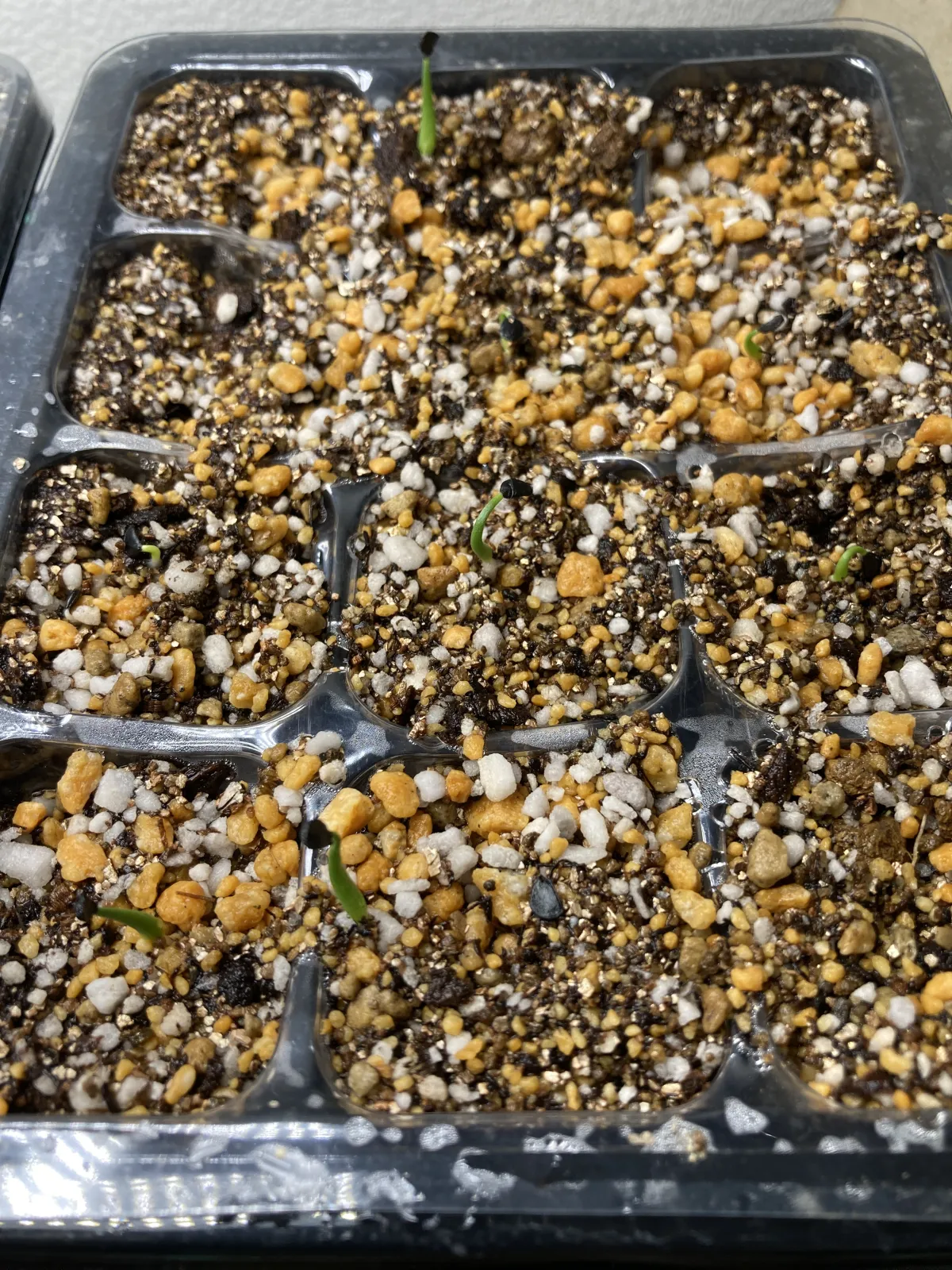 Agave utahensis var. eborispina (アガベ エボリスピナ ヘイフォード)