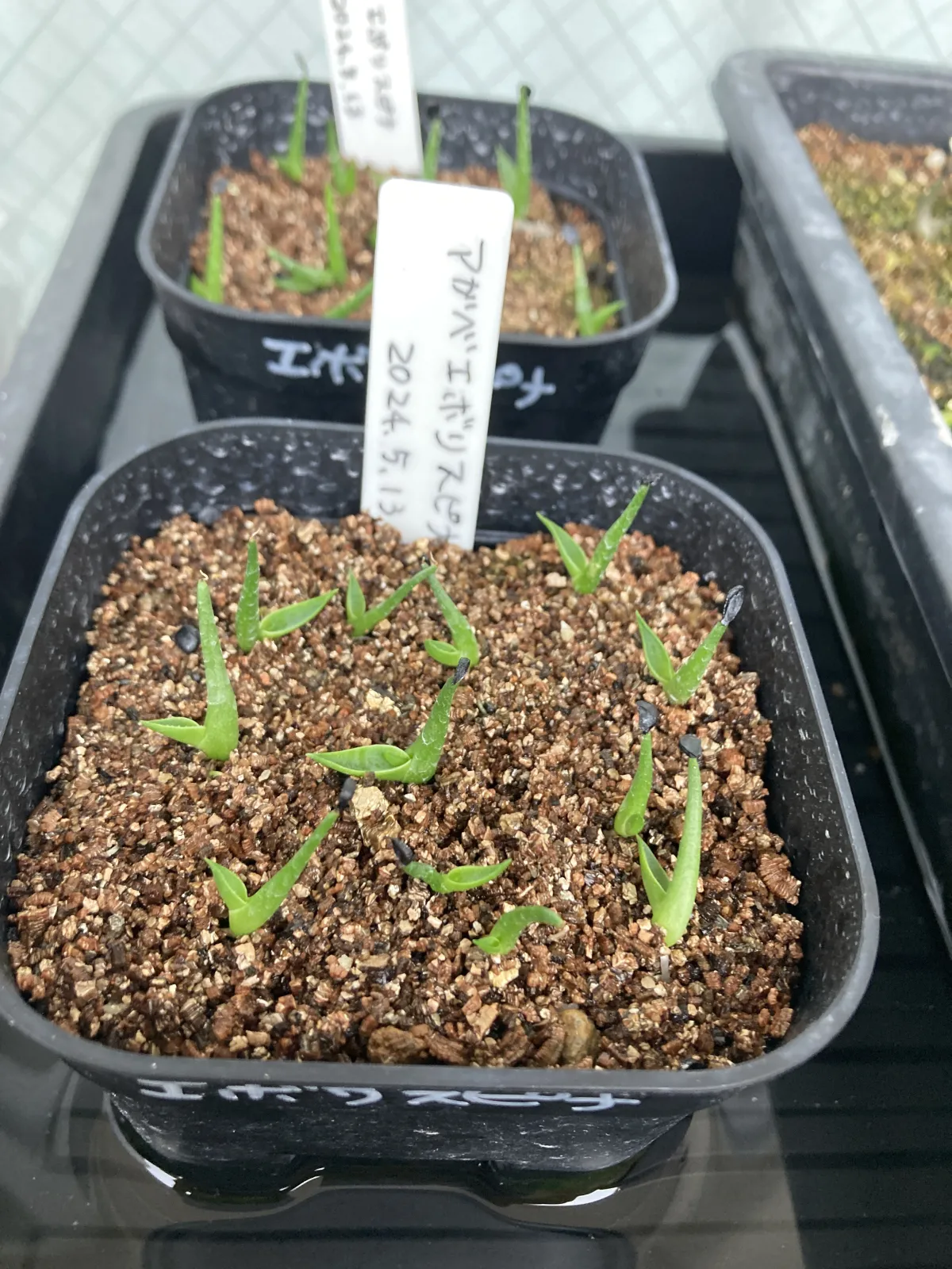 Agave utahensis var. eborispina (アガベ エボリスピナ ヘイフォード)