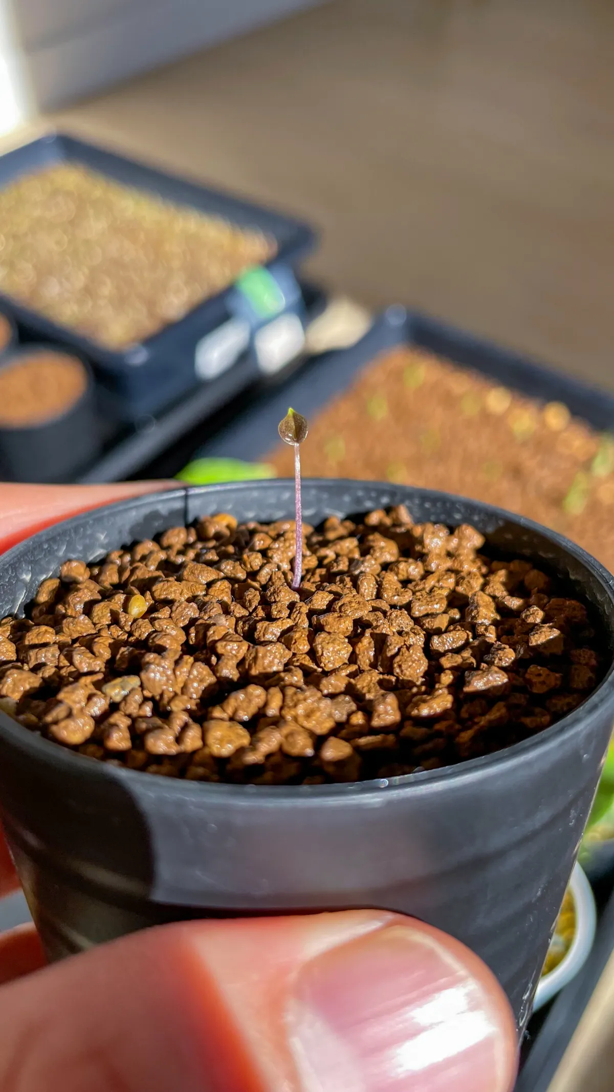 Dioscorea elephantipes Lot. (ディオスコレア エレファンティペス)