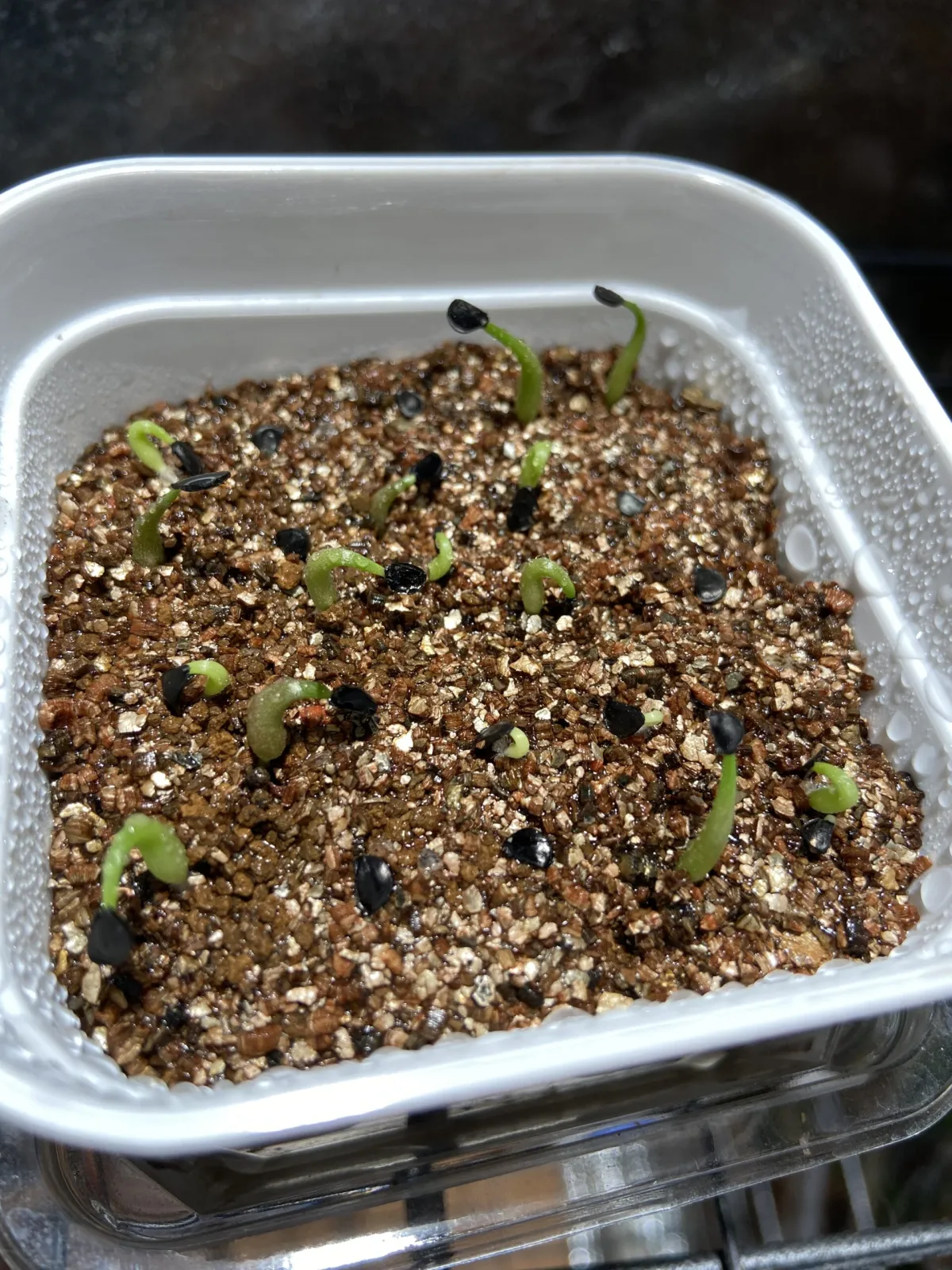 Agave oteroi Lot. (アガベ オテロイ)