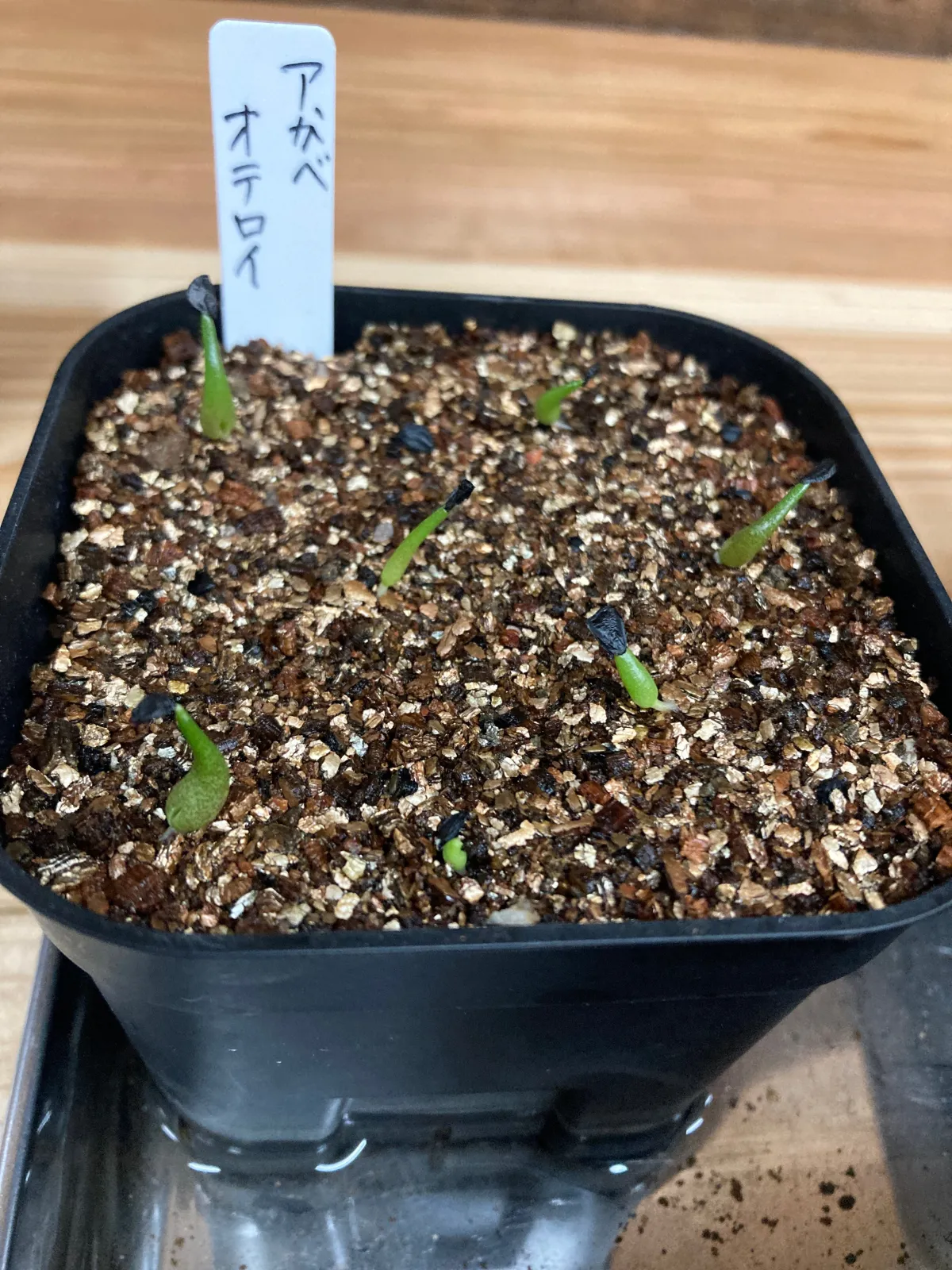 Agave oteroi Lot. (アガベ オテロイ)