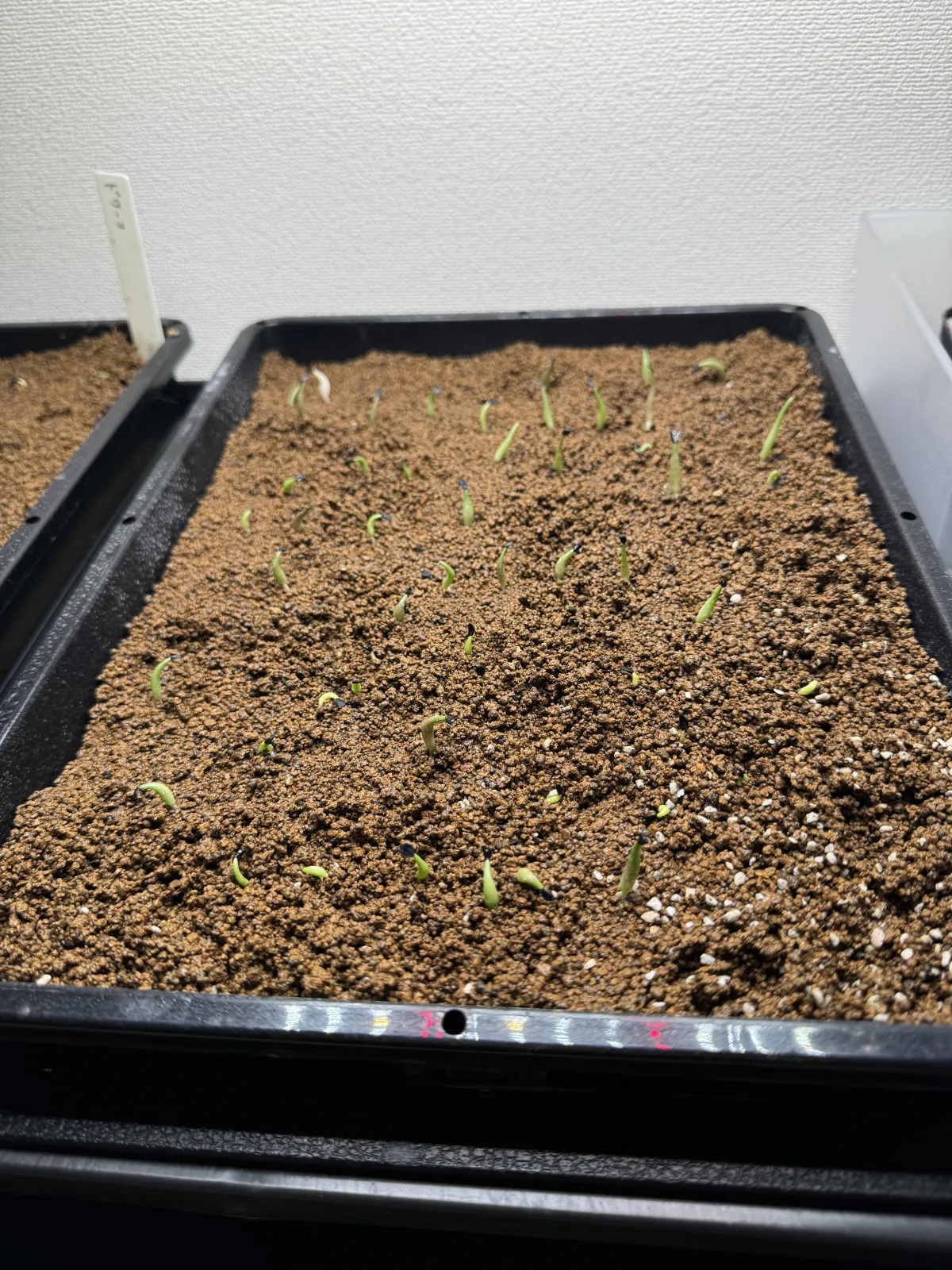 Agave oteroi Lot. (アガベ オテロイ)