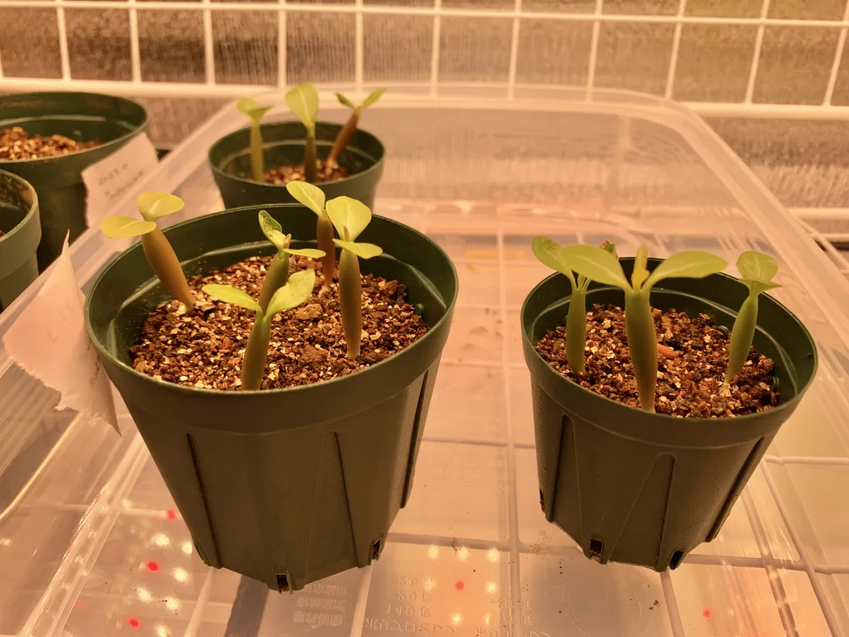 Adenium obesum (アデニウム オベスム)