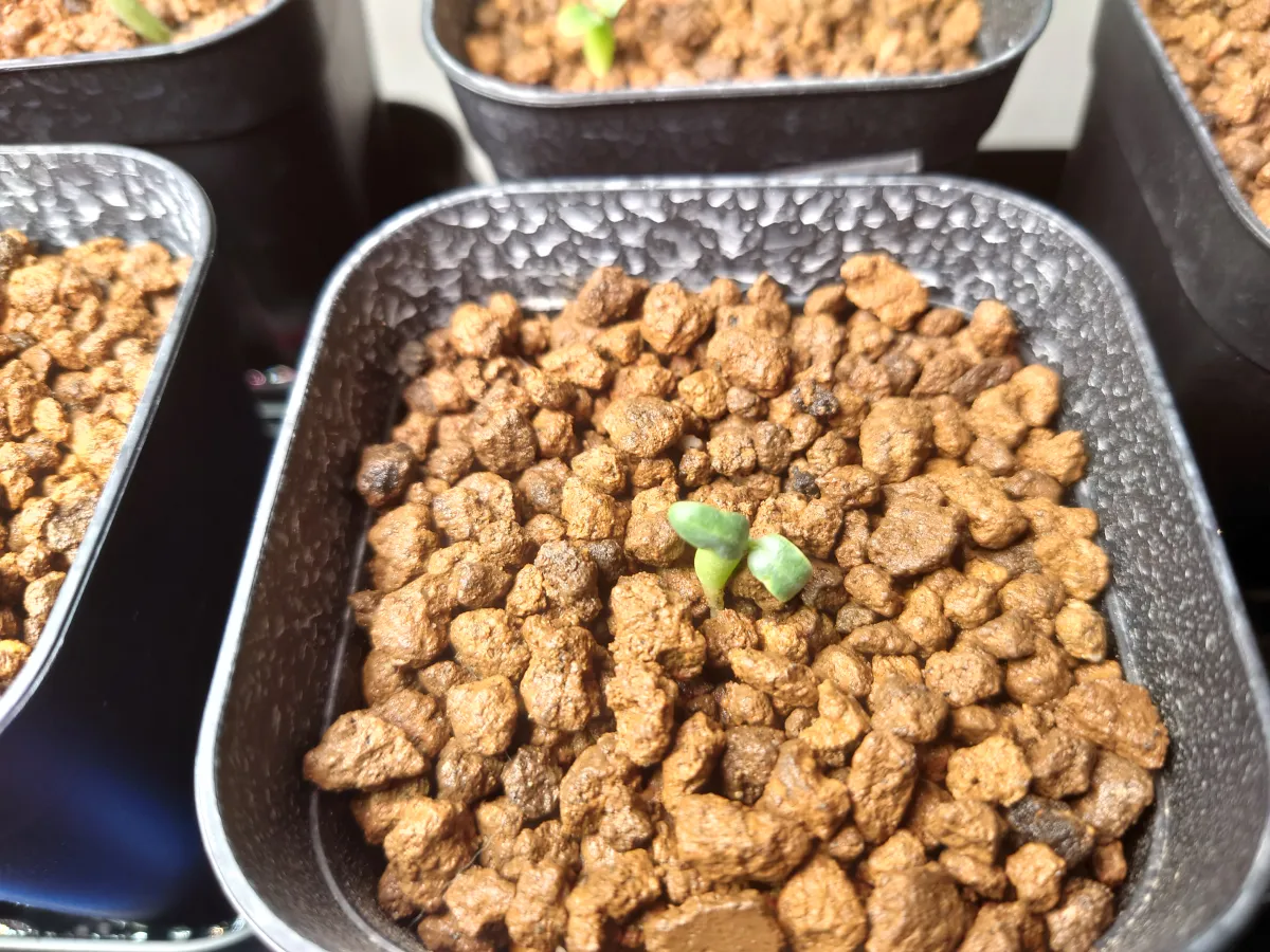 Pachypodium rosulatum (パキポディウム ロスラーツム)