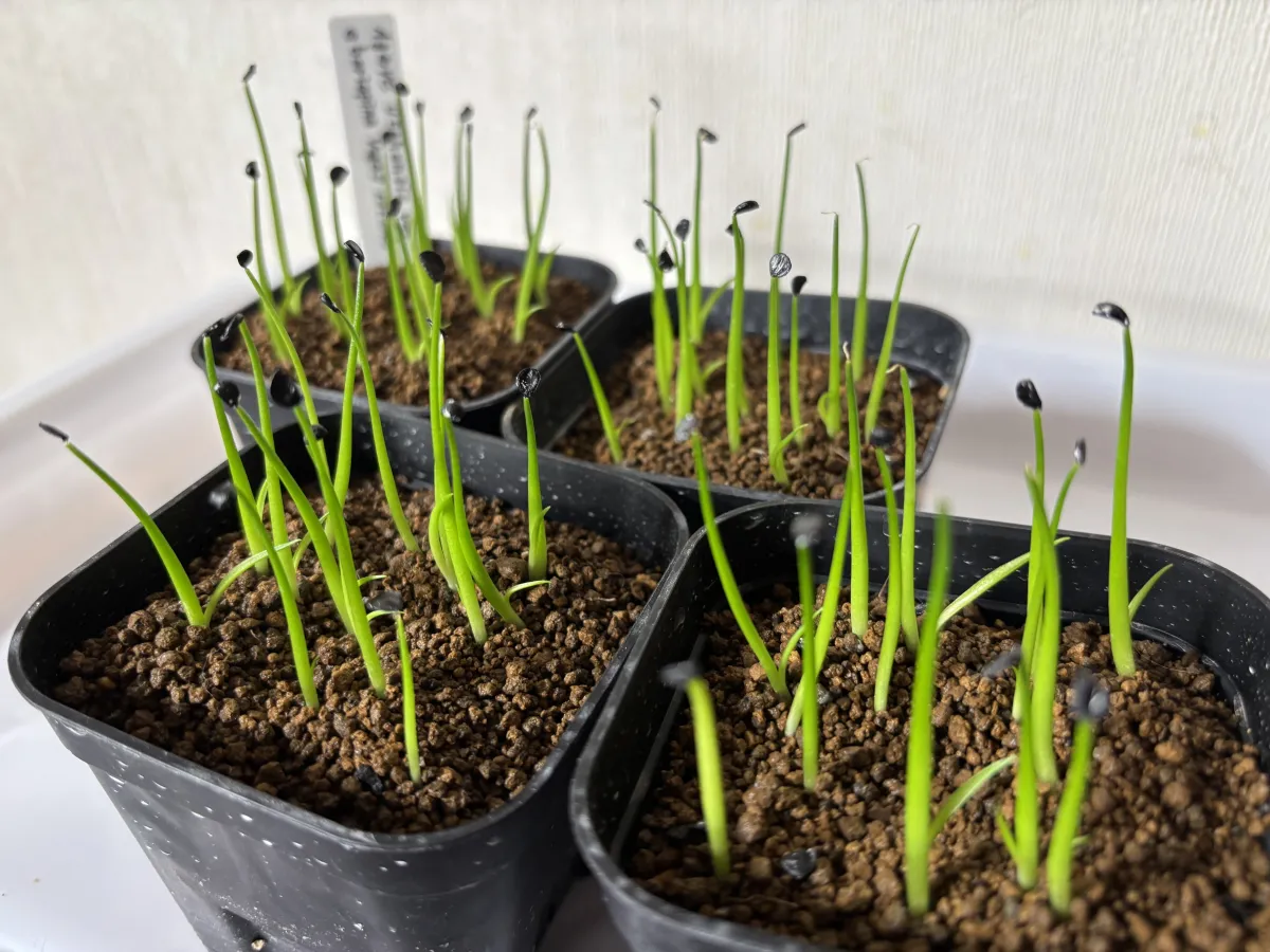 Agave utahensis var. eborispina (アガベ エボリスピナ ヴェガス 2023)