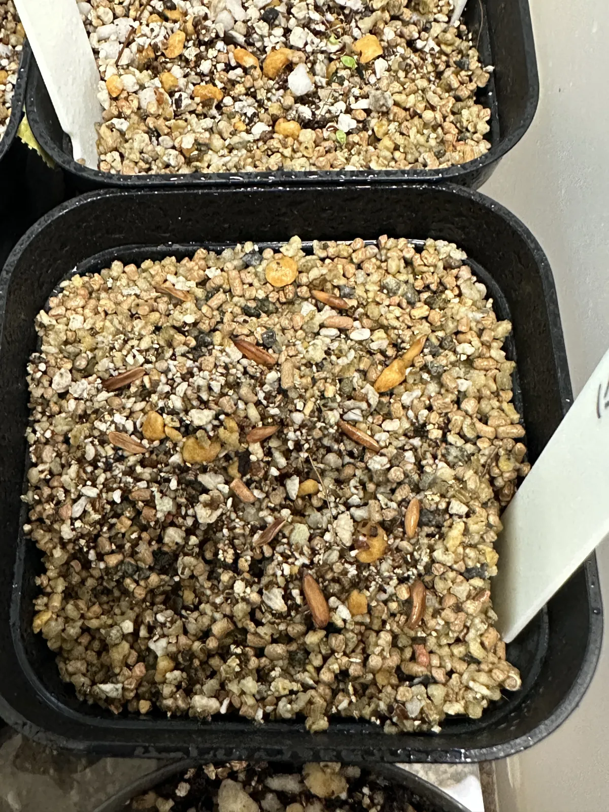 Pachypodium rosulatum var. gracilius ([無料種子] 発芽難 パキポディウム グラキリス　)