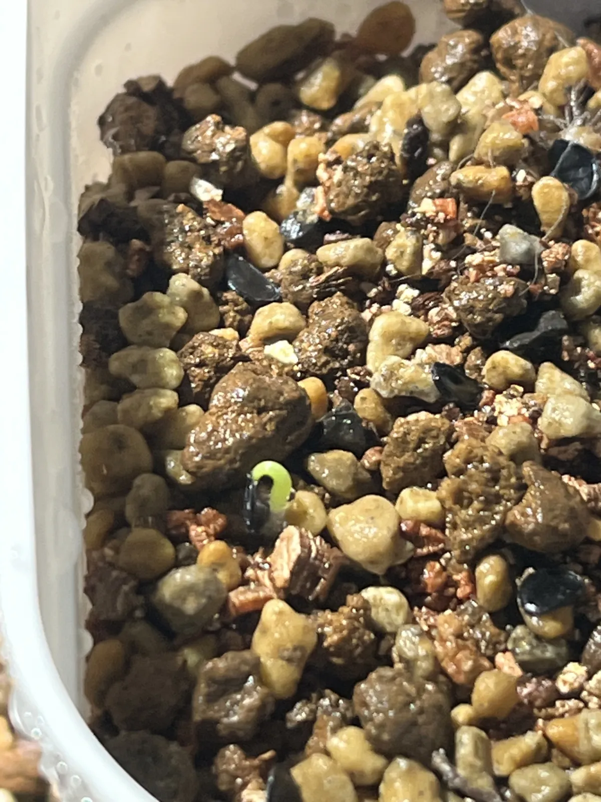 Agave victoriae-reginae var. compact (アガベ ビクトリアレジーナコンパクト)