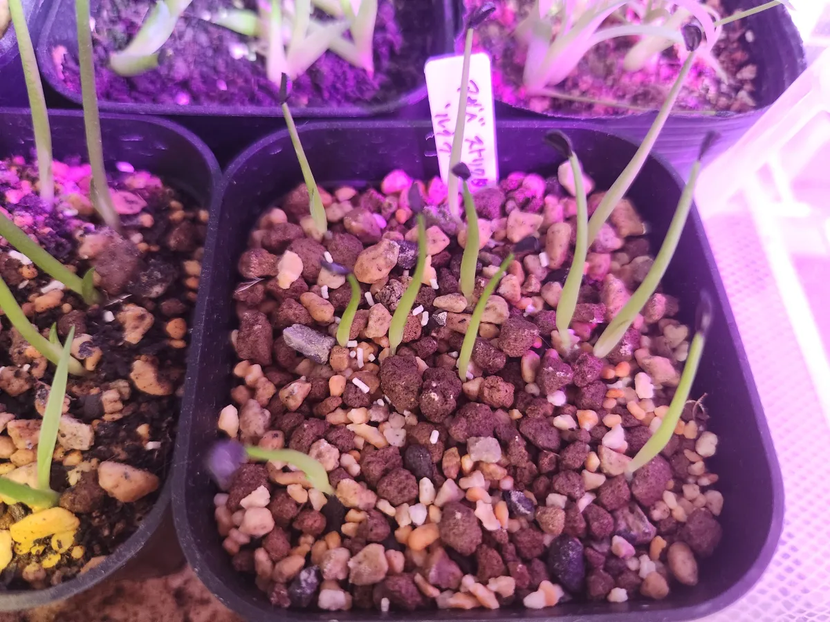 Agave stricta Rubra (アガベ ストリクタ ルブラ)