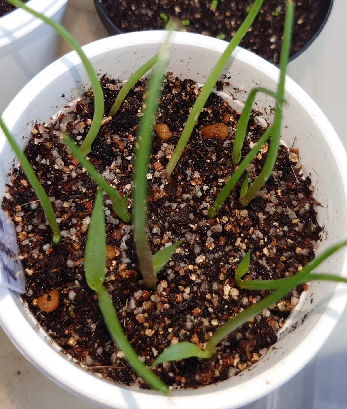 Agave seemanniana Pygmaea (アガベ ピグマエア)