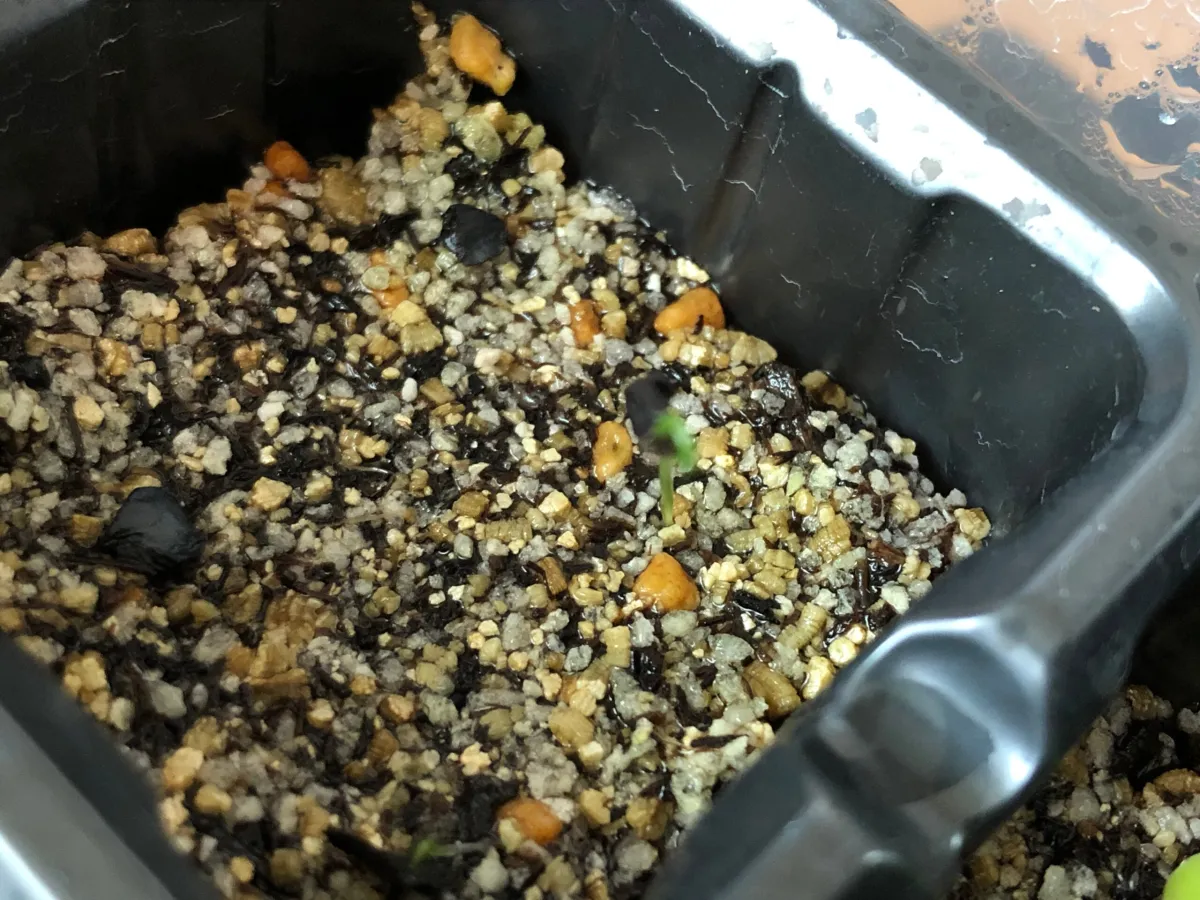 Albuca spiralis (アルブカ スピラリス)