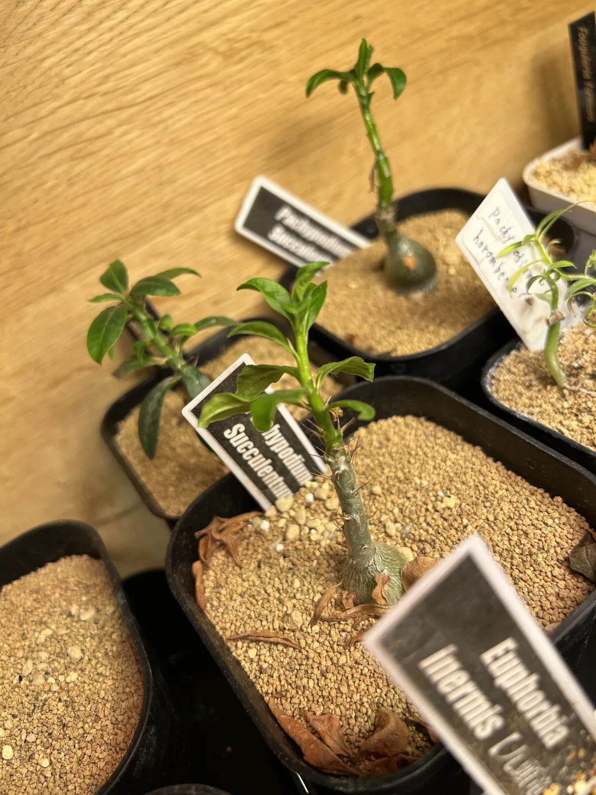 Pachypodium succulentum (パキポディウム サキュレンタム)