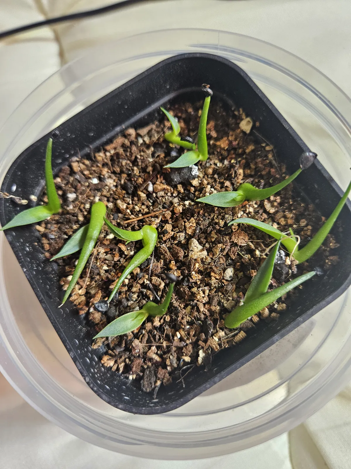 Agave utahensis var. eborispina Corkscrew (アガベ ユタエンシスコークスクリュー)
